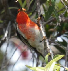 Male scarlet honeyeater